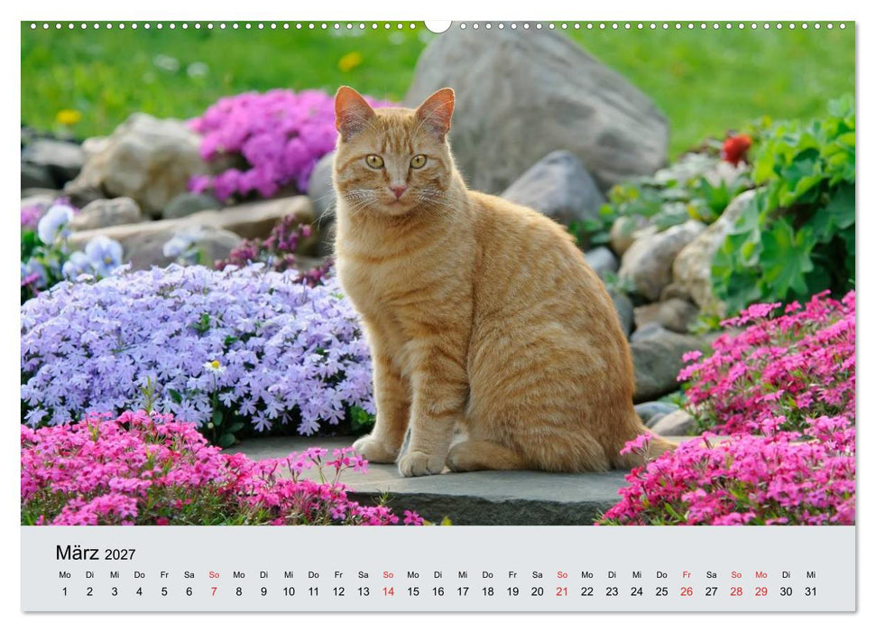 Katzen im Garten (CALVENDO Wandkalender 2027)