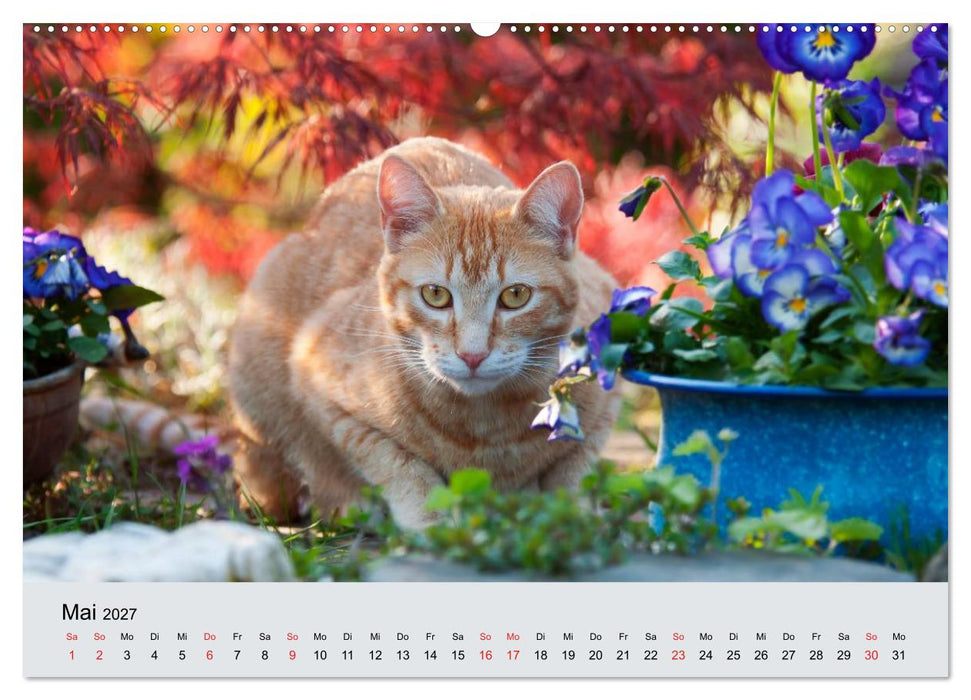 Katzen im Garten (CALVENDO Wandkalender 2027)