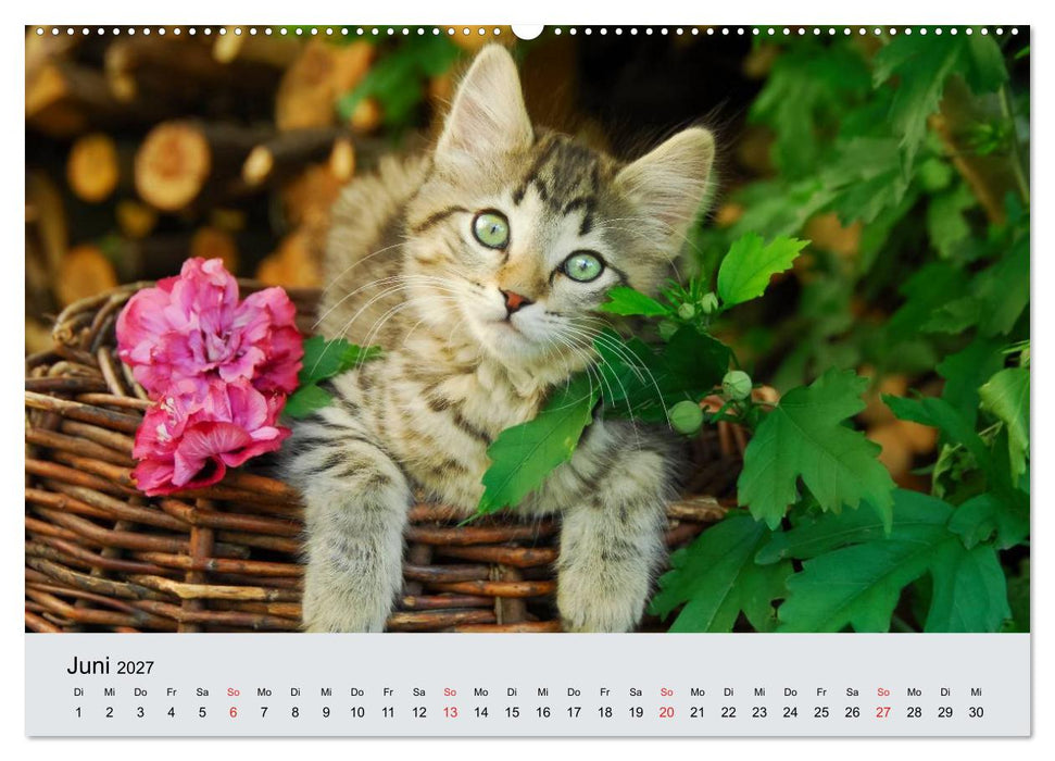 Katzen im Garten (CALVENDO Wandkalender 2027)