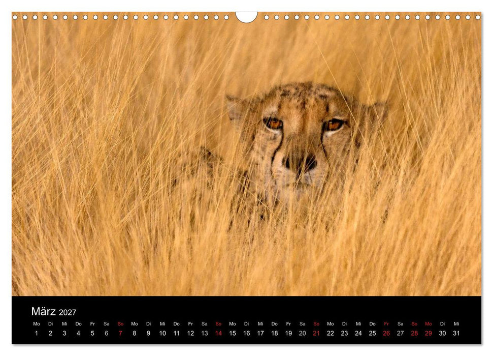 Afrikas Raubkatzen (CALVENDO Wandkalender 2027)