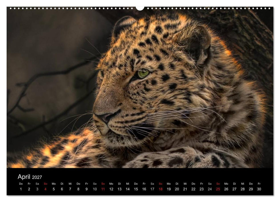 Tierisches (CALVENDO Premium Wandkalender 2027)