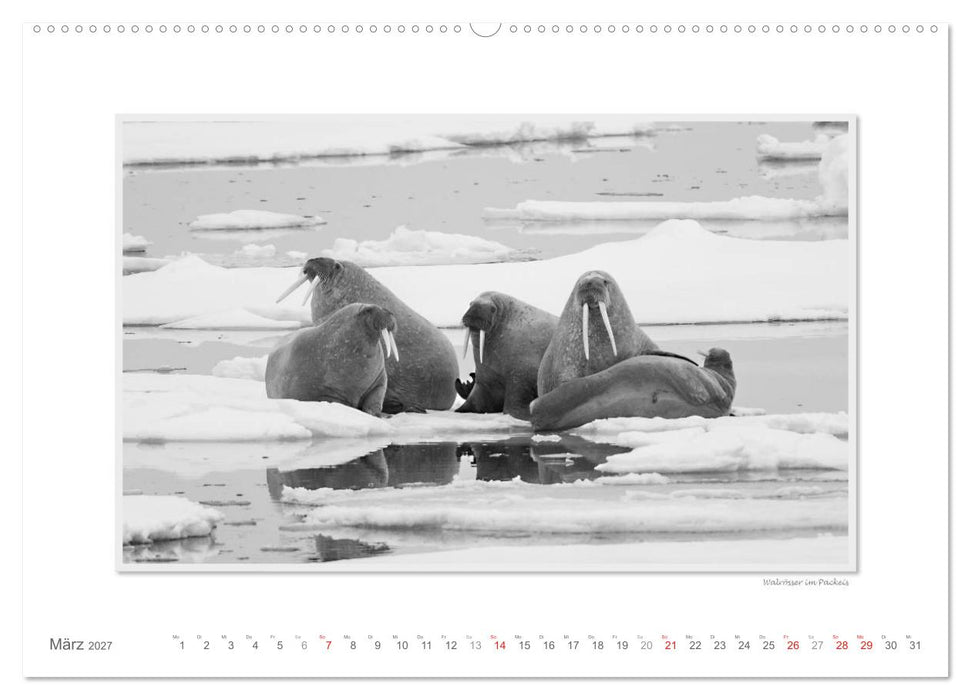 Spitzbergen Svalbard (CALVENDO Premium Wandkalender 2027)