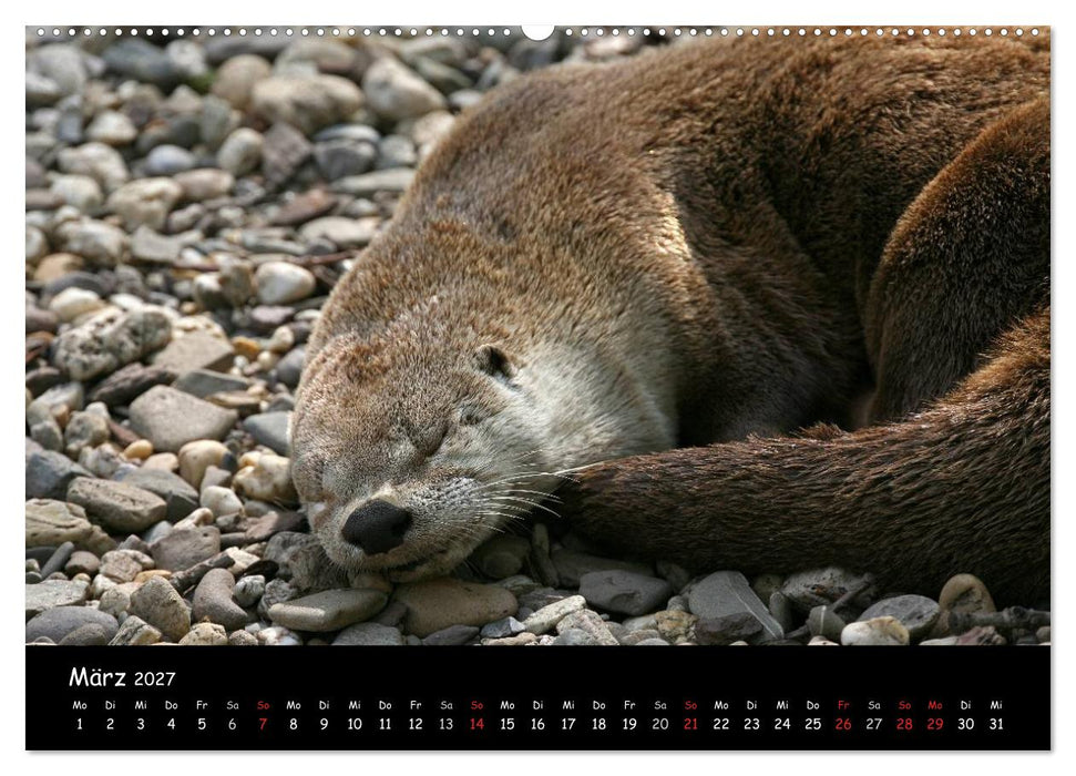 Putzige Fischjäger (CALVENDO Premium Wandkalender 2027)
