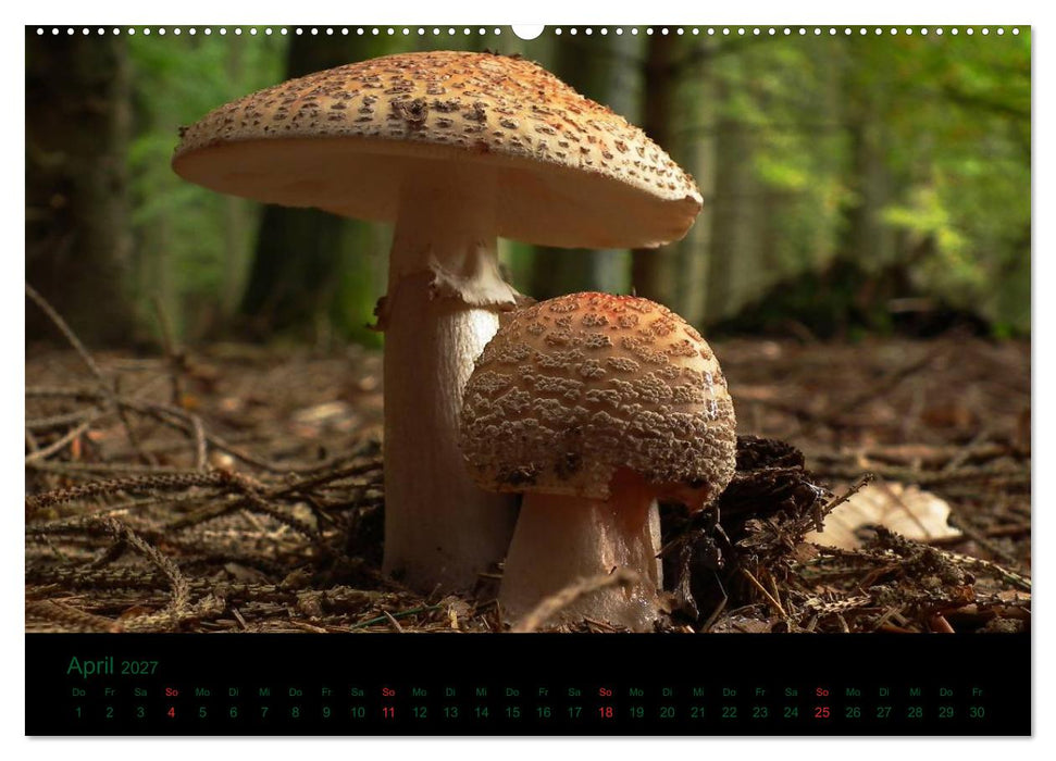 Im Reich der Pilze (CALVENDO Wandkalender 2027)