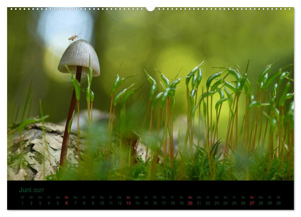 Im Reich der Pilze (CALVENDO Wandkalender 2027)