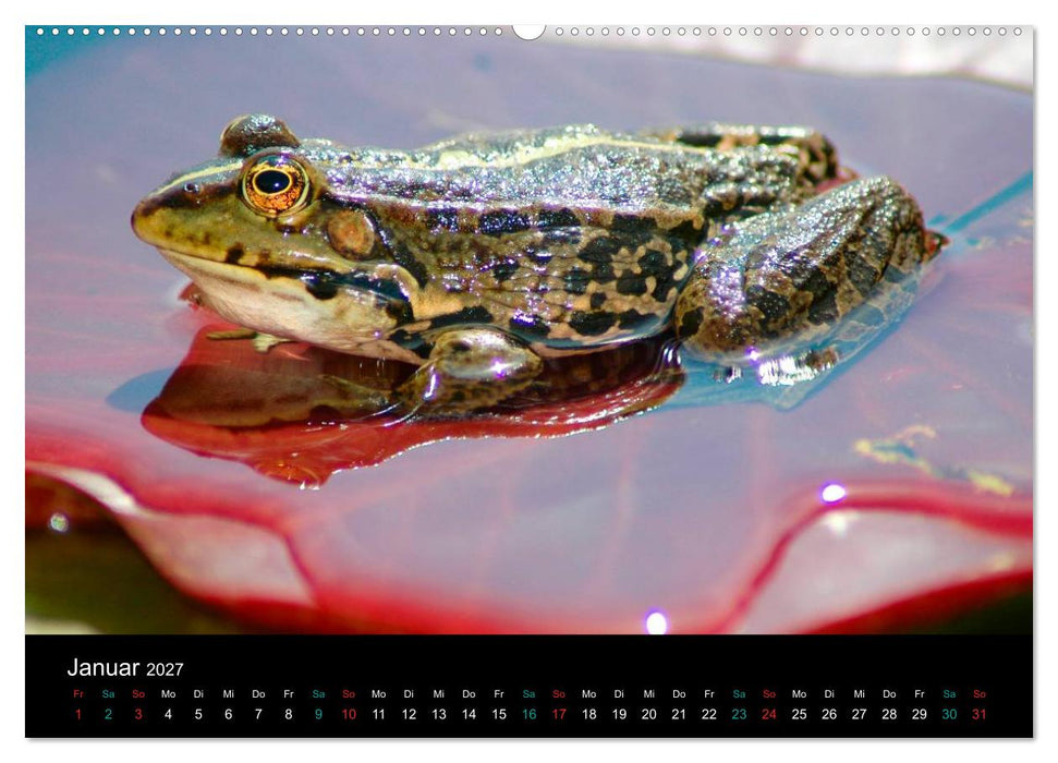 FROSCHBUCH (CALVENDO Wandkalender 2027)