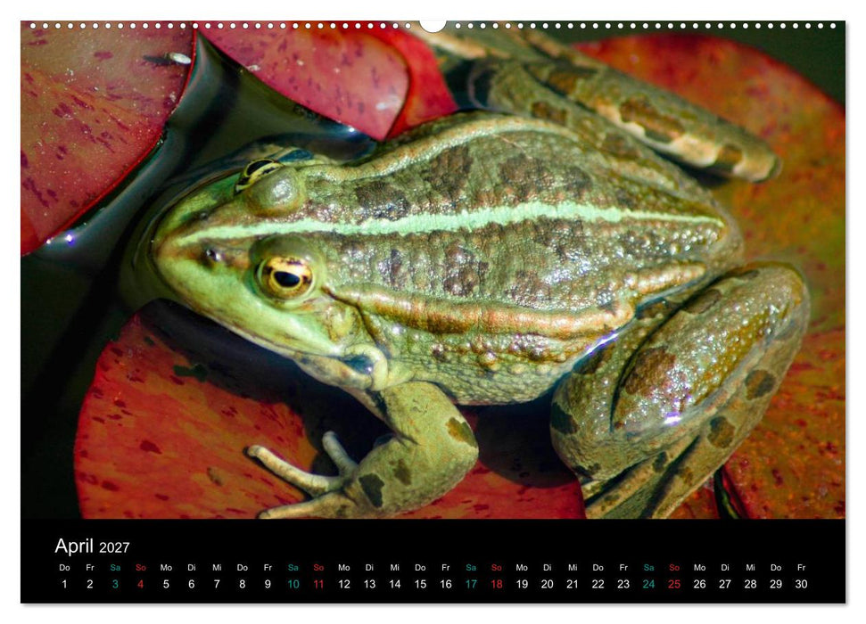 FROSCHBUCH (CALVENDO Wandkalender 2027)