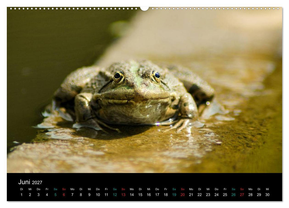 FROSCHBUCH (CALVENDO Wandkalender 2027)