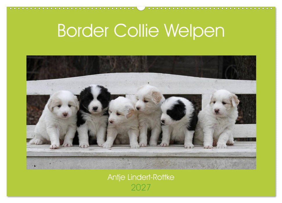 Border Collie Welpen (CALVENDO Wandkalender 2027)