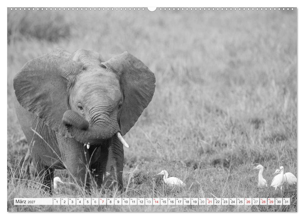 Emotionale Momente: Elefanten in black & white (CALVENDO Premium Wandkalender 2027)