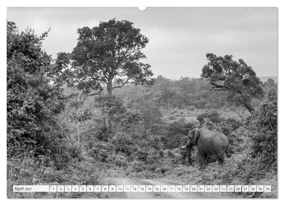 Emotionale Momente: Elefanten in black & white (CALVENDO Premium Wandkalender 2027)