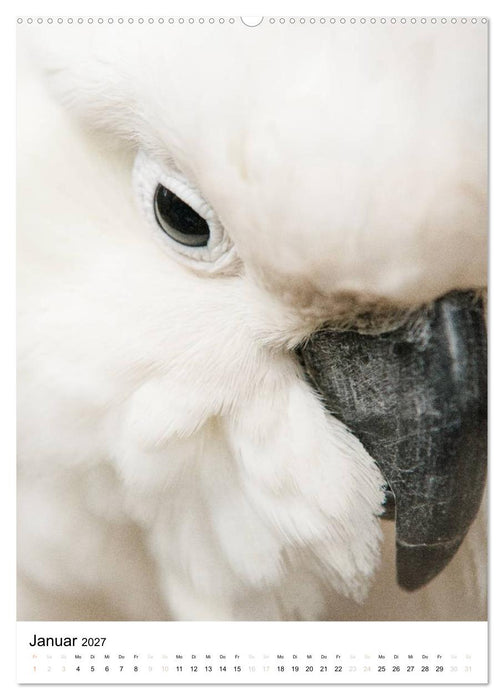 australian animals (CALVENDO Wandkalender 2027)