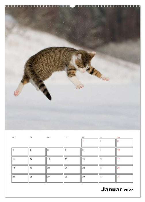 Katzenkinder - Impressionen (CALVENDO Wandkalender 2027)