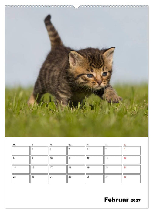 Katzenkinder - Impressionen (CALVENDO Wandkalender 2027)
