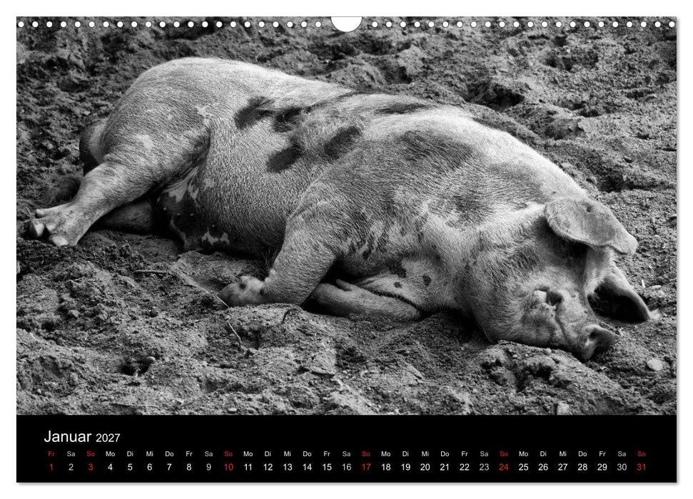 Das Leben der Schweine (CALVENDO Wandkalender 2027)