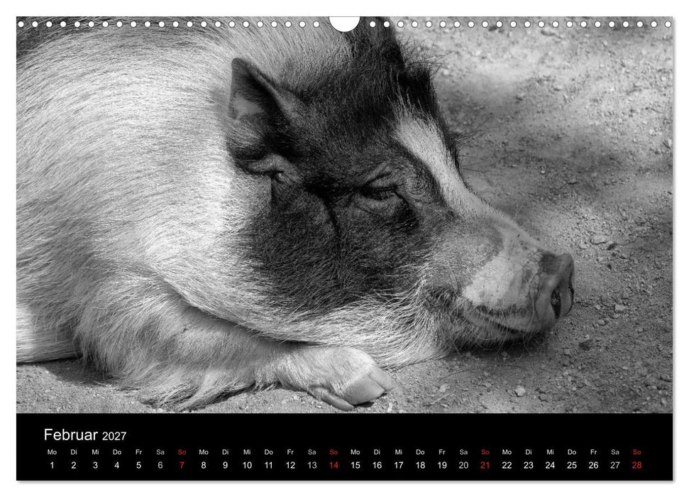 Das Leben der Schweine (CALVENDO Wandkalender 2027)