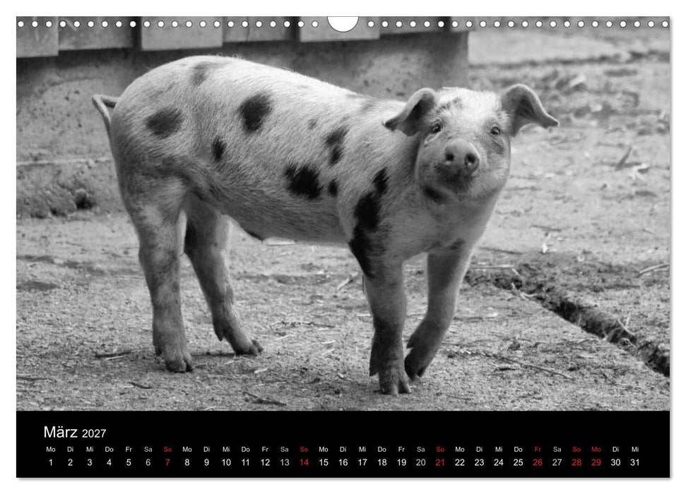 Das Leben der Schweine (CALVENDO Wandkalender 2027)