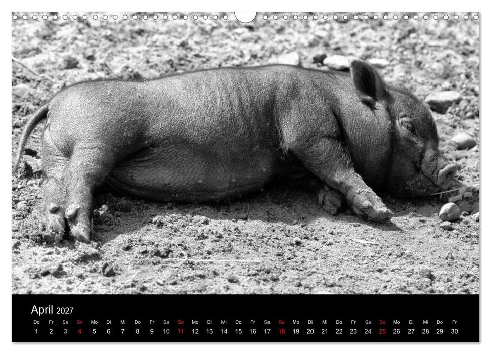 Das Leben der Schweine (CALVENDO Wandkalender 2027)