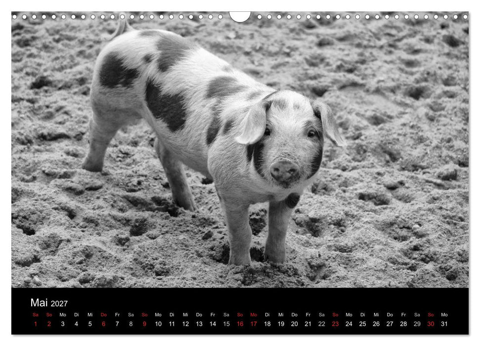 Das Leben der Schweine (CALVENDO Wandkalender 2027)