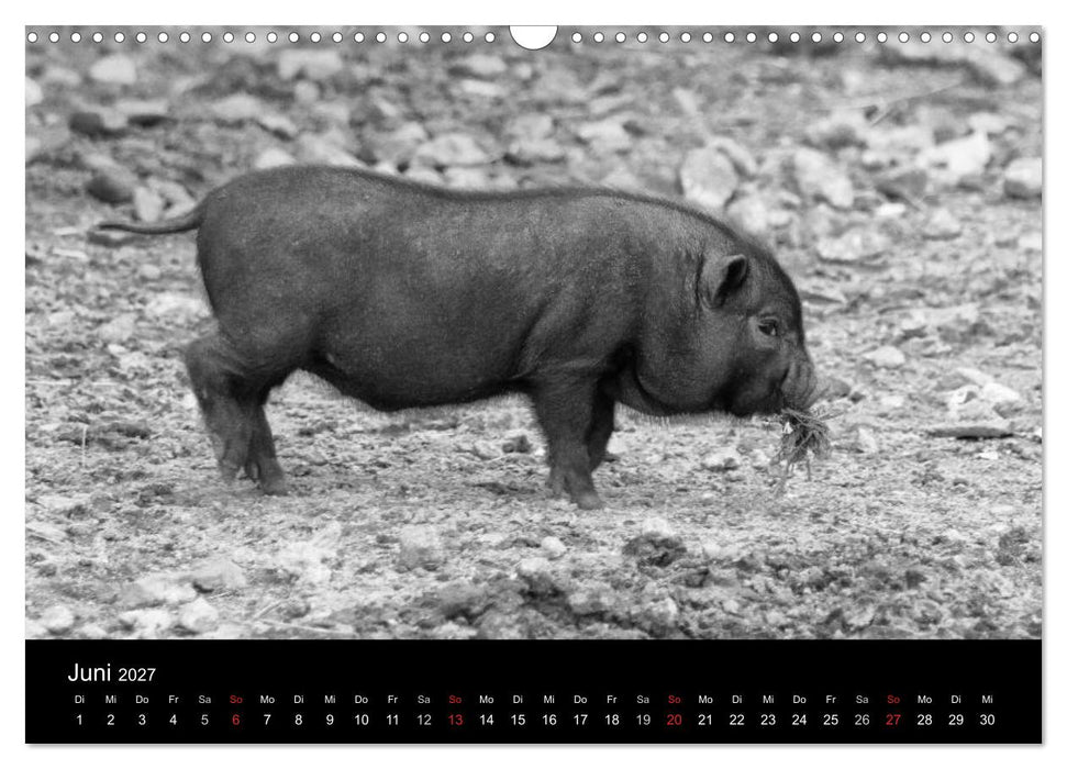 Das Leben der Schweine (CALVENDO Wandkalender 2027)