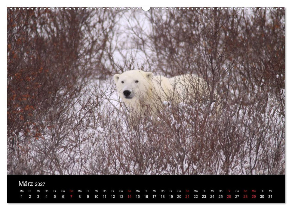 Arktische Träume - Eisbären in Kanada (CALVENDO Wandkalender 2027)