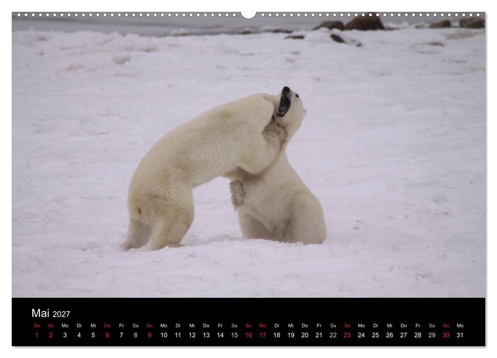 Arktische Träume - Eisbären in Kanada (CALVENDO Wandkalender 2027)