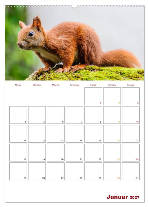 Eichhörnchen Planer 2027 (CALVENDO Wandkalender 2027)