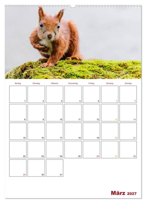 Eichhörnchen Planer 2027 (CALVENDO Wandkalender 2027)