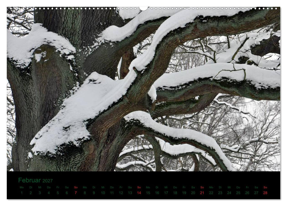Baumgeflüster (CALVENDO Wandkalender 2027)