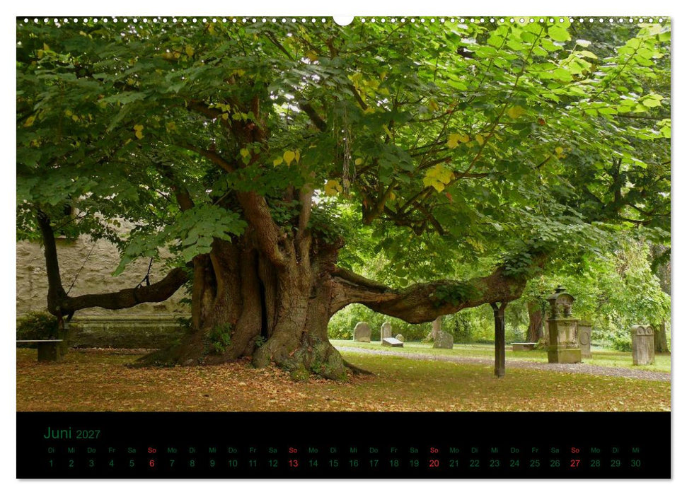 Baumgeflüster (CALVENDO Wandkalender 2027)
