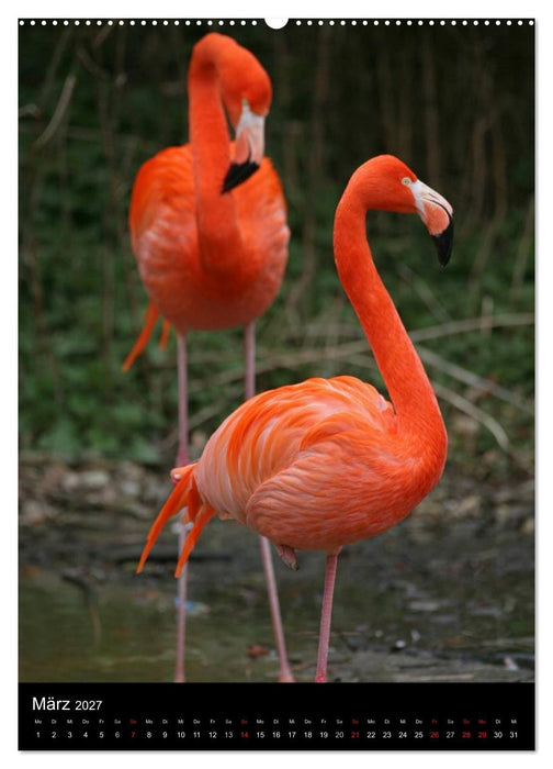 Flamingos - Eleganz in Rot und Rosa (CALVENDO Premium Wandkalender 2027)
