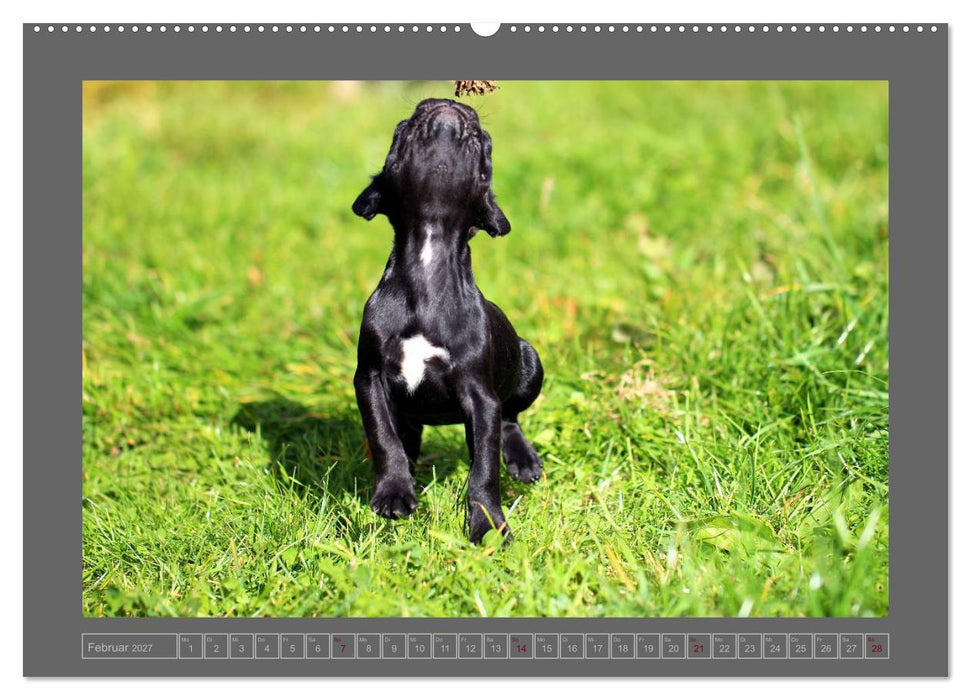 Französische Bulldoggen (CALVENDO Premium Wandkalender 2027)