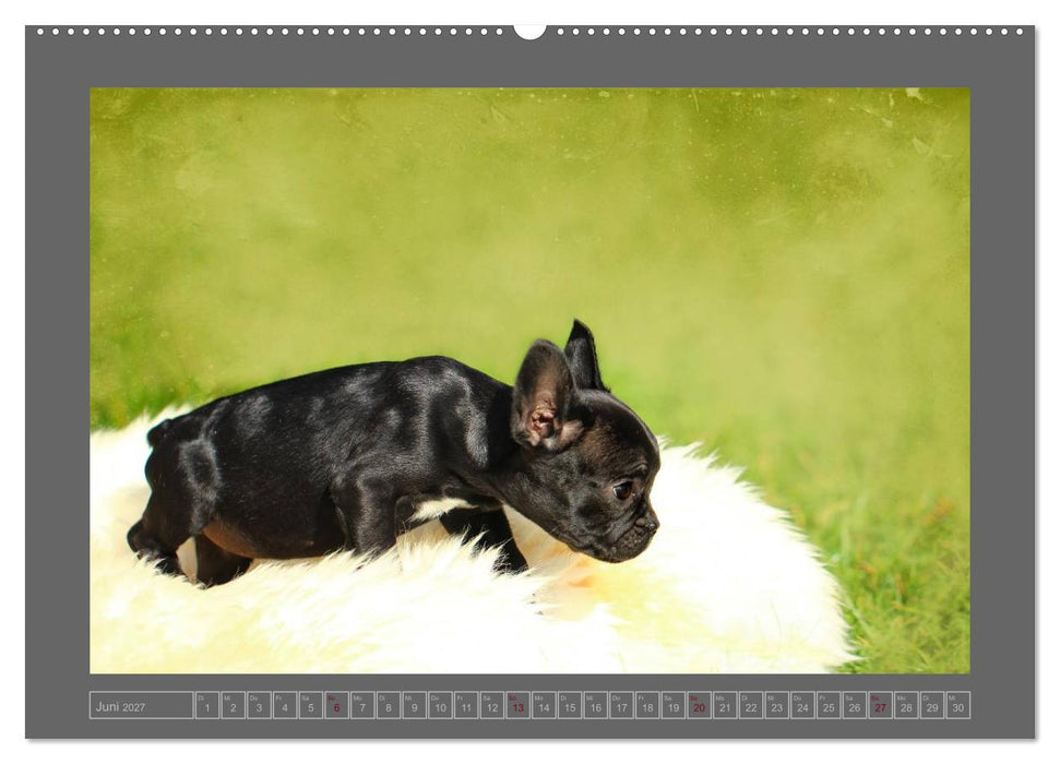 Französische Bulldoggen (CALVENDO Premium Wandkalender 2027)