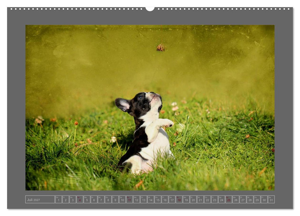 Französische Bulldoggen (CALVENDO Premium Wandkalender 2027)