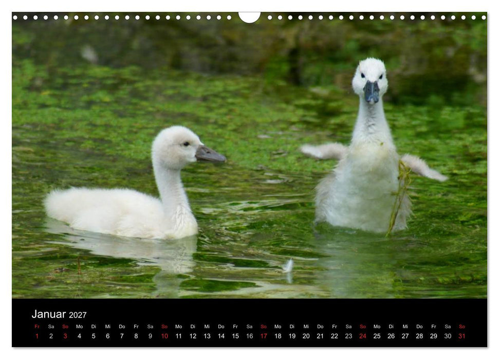 Die Kinderstube der Wasservögel (CALVENDO Wandkalender 2027)