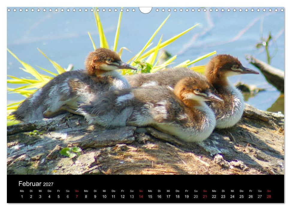 Die Kinderstube der Wasservögel (CALVENDO Wandkalender 2027)