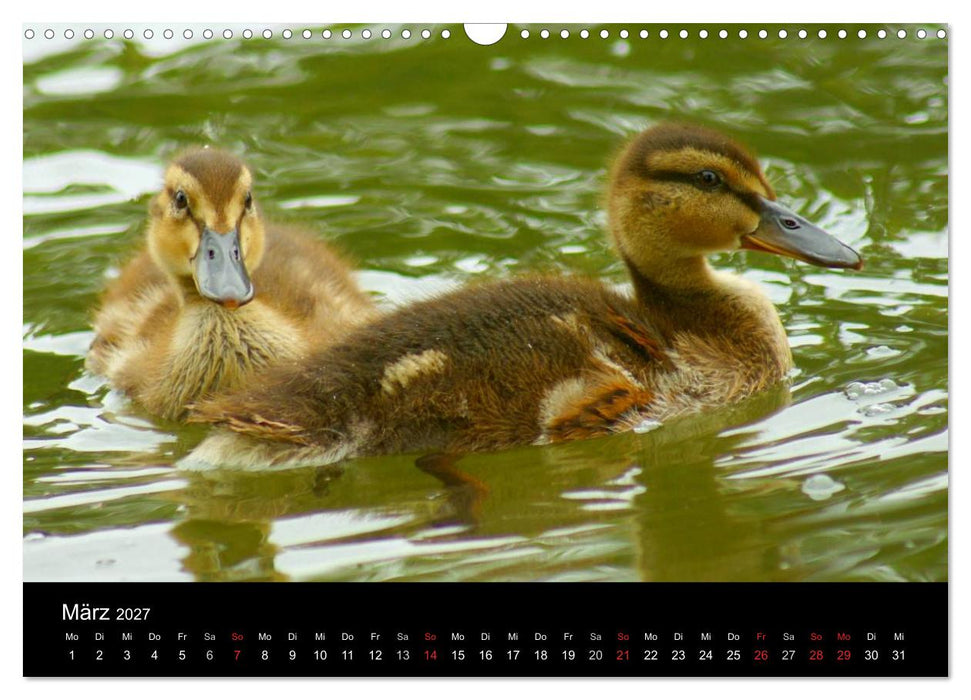 Die Kinderstube der Wasservögel (CALVENDO Wandkalender 2027)