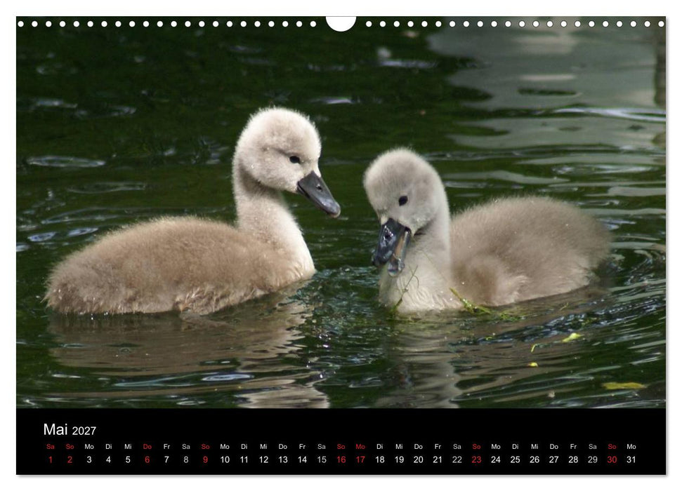 Die Kinderstube der Wasservögel (CALVENDO Wandkalender 2027)
