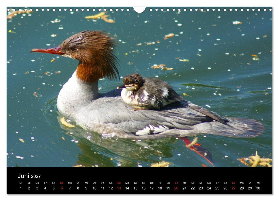 Die Kinderstube der Wasservögel (CALVENDO Wandkalender 2027)