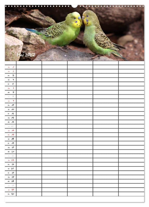 Wellensittiche (CALVENDO Wandkalender 2027)