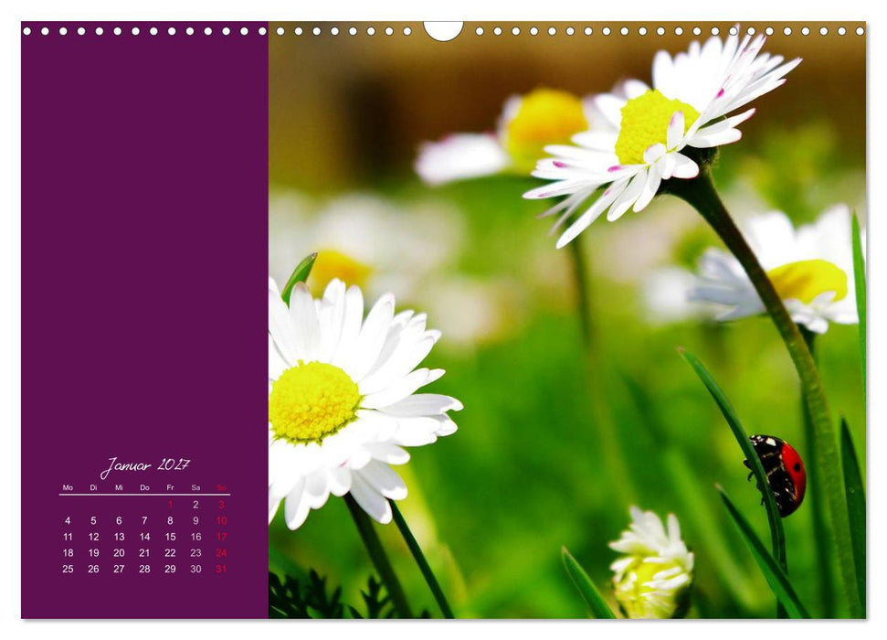 Momente des Glücks (CALVENDO Wandkalender 2027)