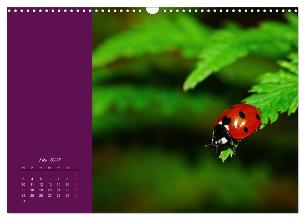 Momente des Glücks (CALVENDO Wandkalender 2027)