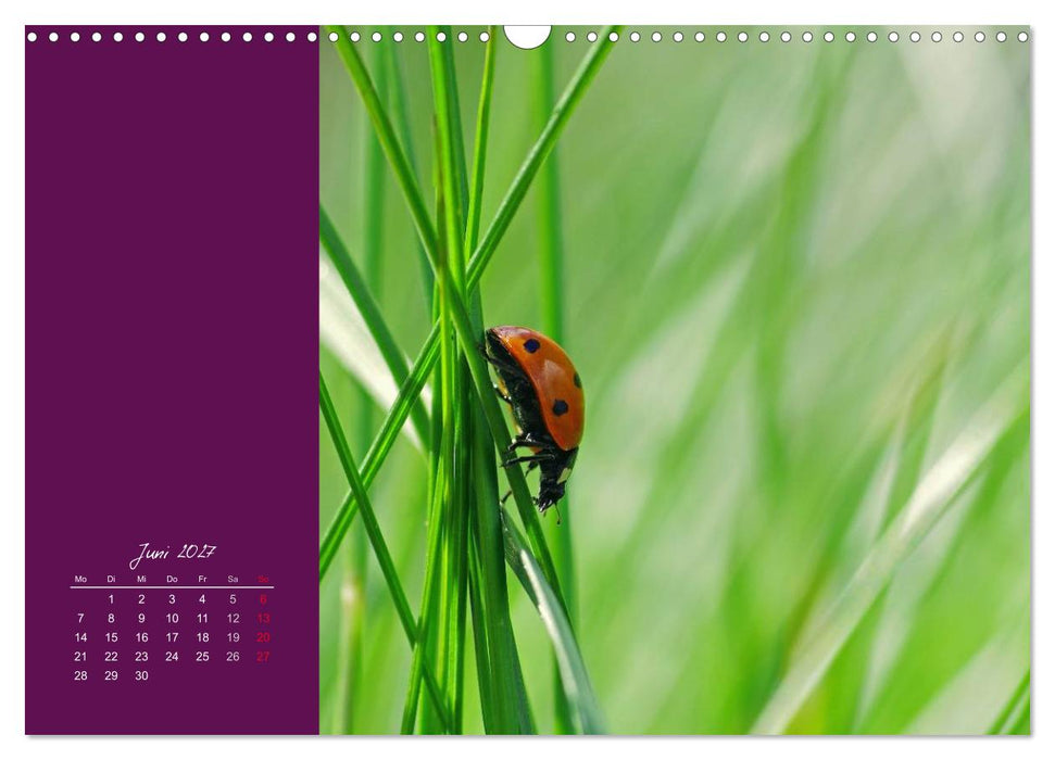Momente des Glücks (CALVENDO Wandkalender 2027)