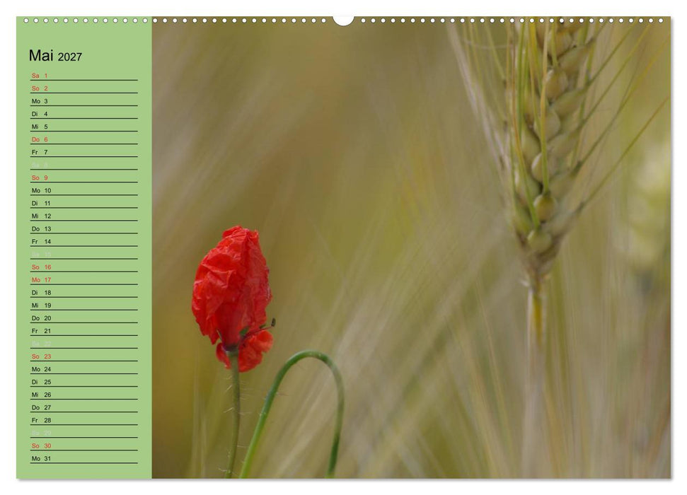 Mohnblumen Träume (CALVENDO Premium Wandkalender 2027)