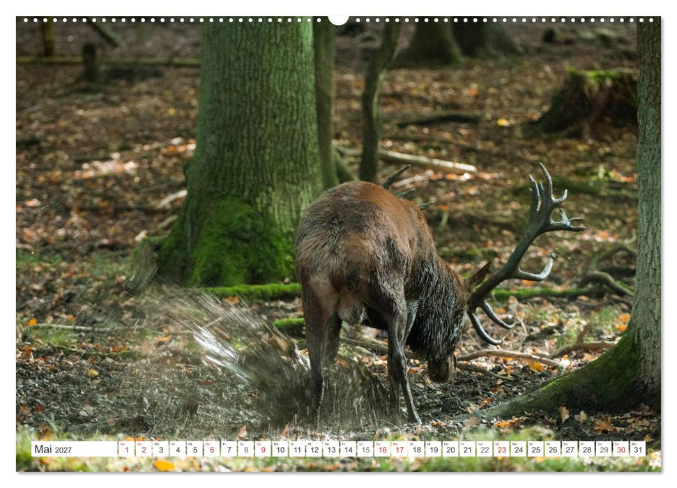 Emotionale Momente: Hirschbrunft (CALVENDO Wandkalender 2027)