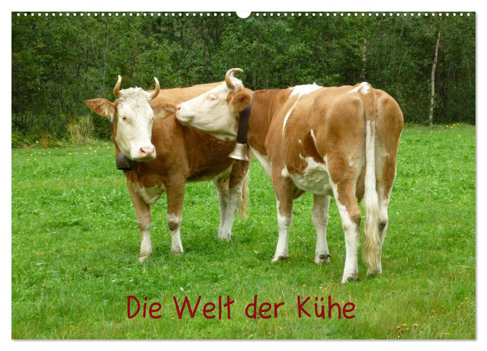 Die Welt der Kühe (CALVENDO Wandkalender 2027)