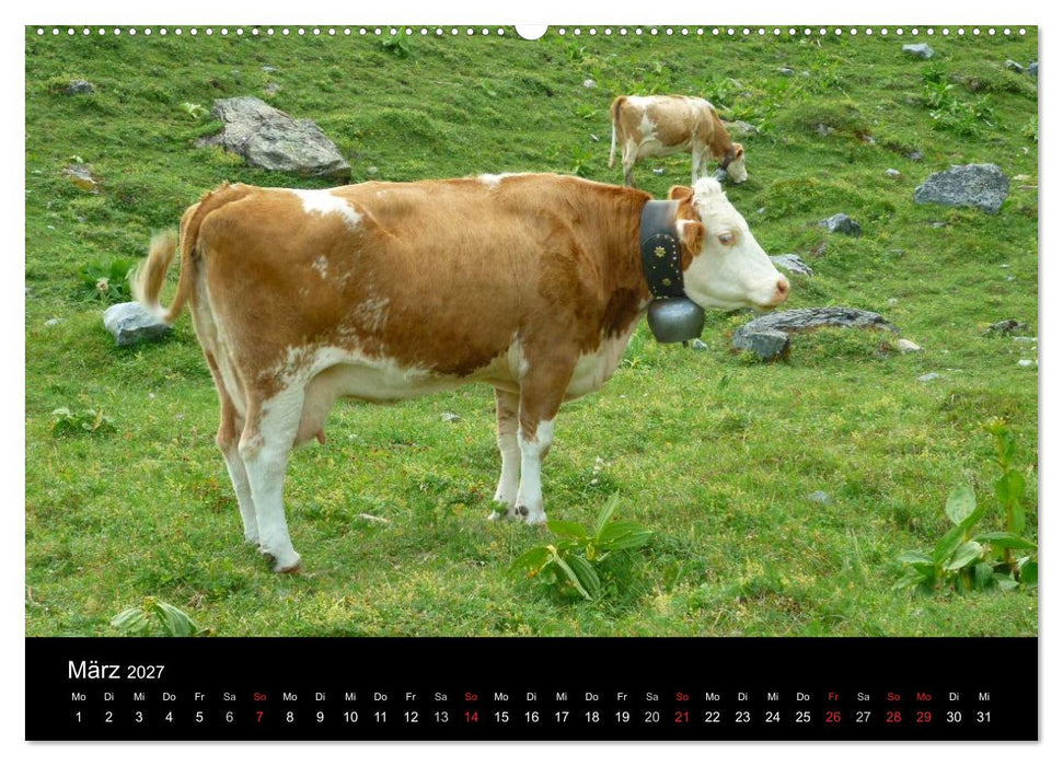 Die Welt der Kühe (CALVENDO Wandkalender 2027)