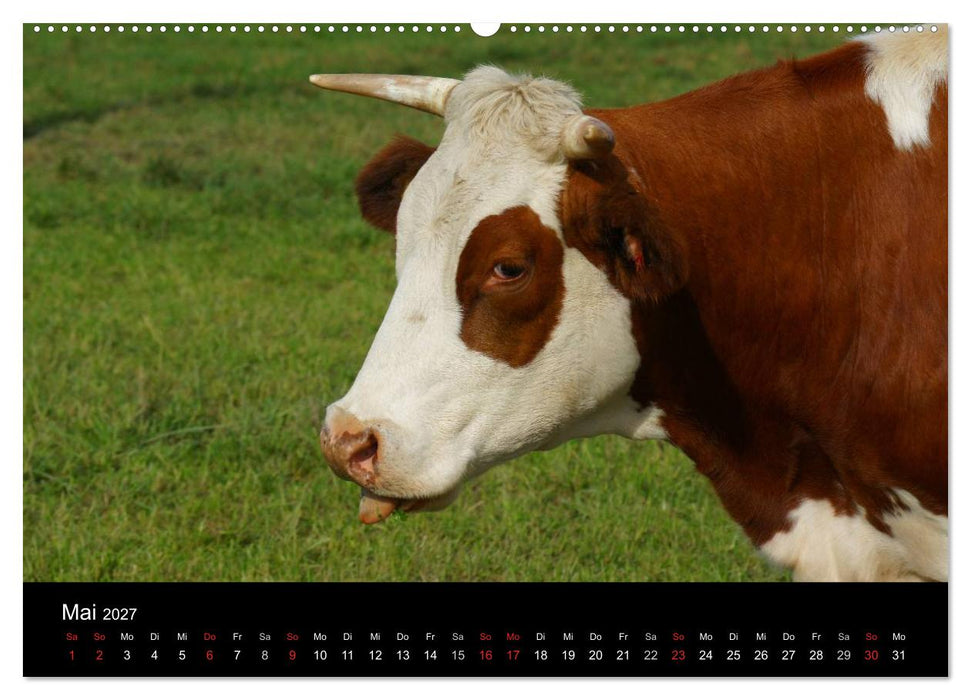 Die Welt der Kühe (CALVENDO Wandkalender 2027)