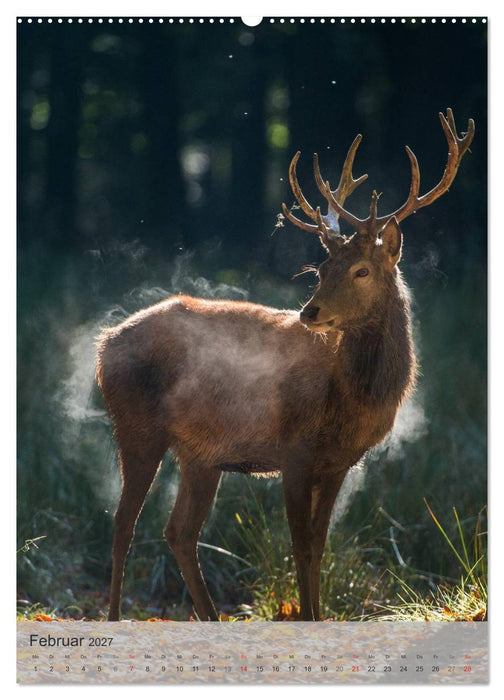 Emotionale Momente: Hirschbrunft (CALVENDO Wandkalender 2027)