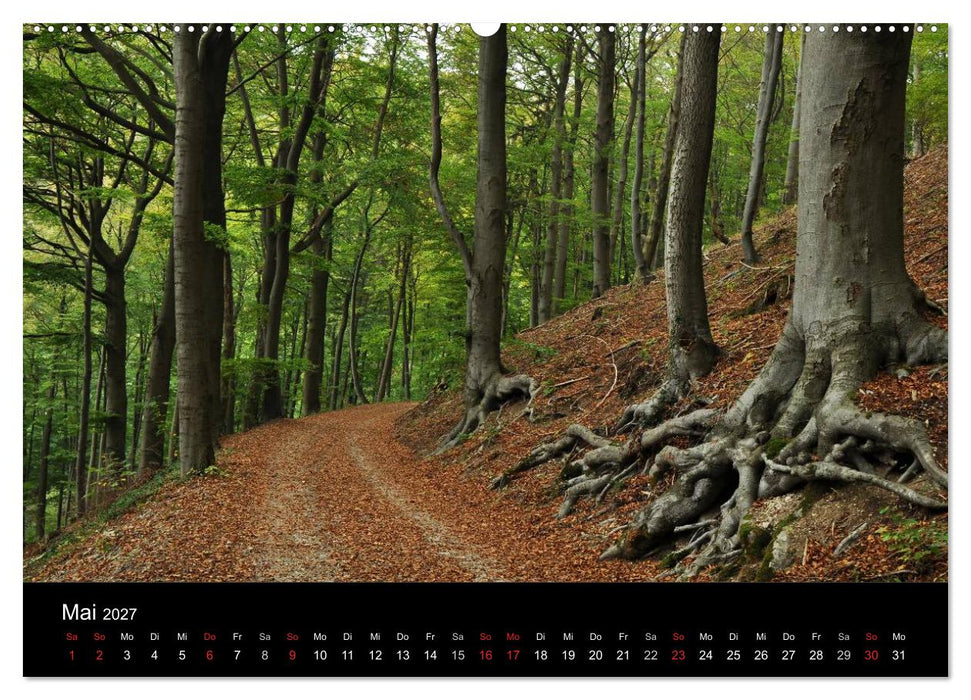 Wurzelwerke (CALVENDO Wandkalender 2027)